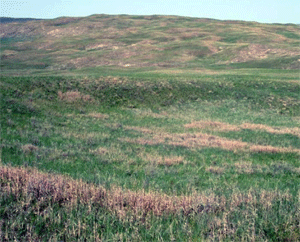 Sand Hills Grasslands